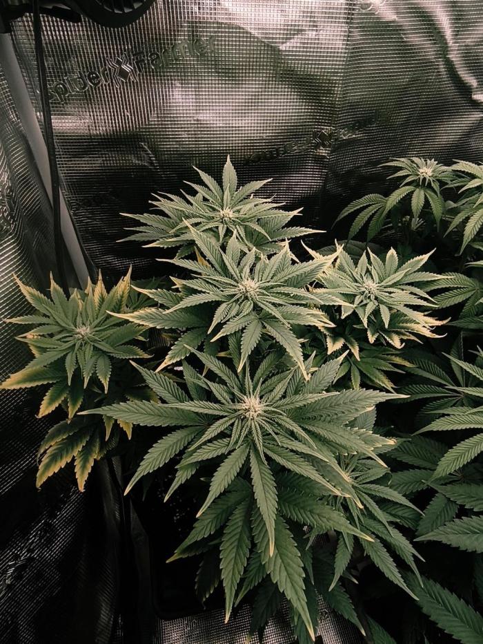 1X Blue Cookies  MSNL. Week 10