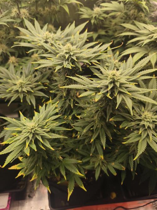 1X Blue Cookies  MSNL. Week 10