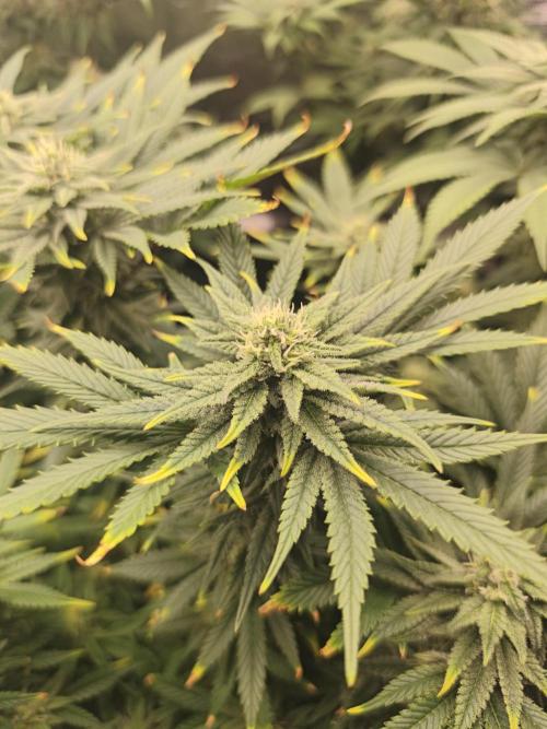 1X Blue Cookies  MSNL. Week 10