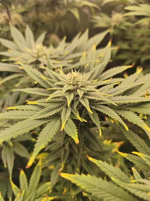 1X Blue Cookies  MSNL. Week 10