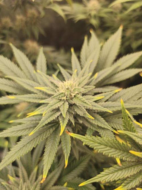 1X Blue Cookies  MSNL. Week 10