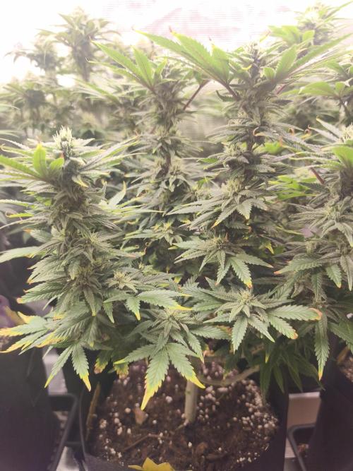 1X Blue Cookies  MSNL. Week 10