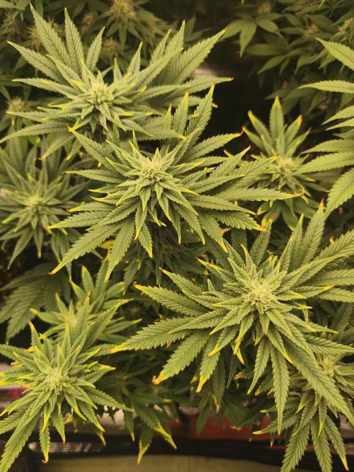 1X Blue Cookies  MSNL. Week 10