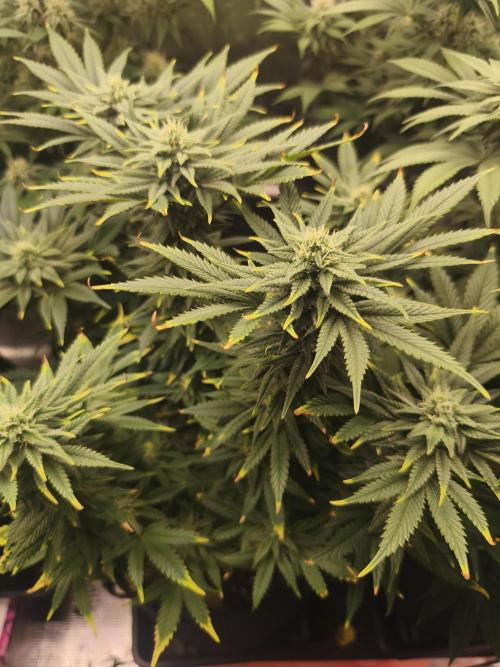 1X Blue Cookies  MSNL. Week 10