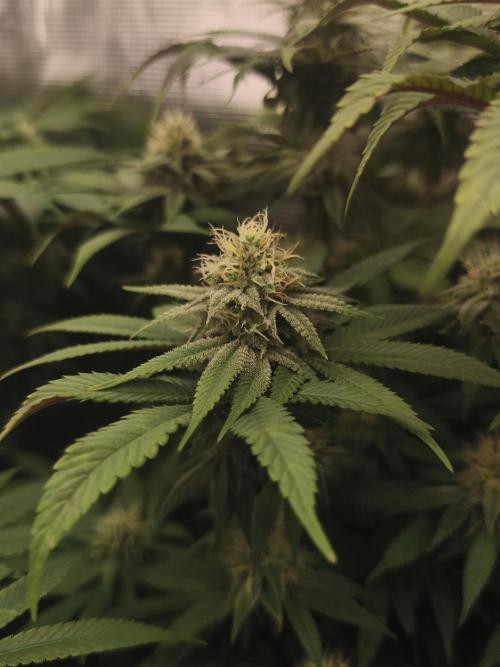 2X Permanent marker MSNL. Week 10