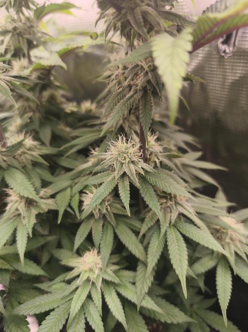 2X Permanent marker MSNL. Week 10