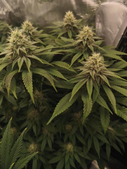 2X Permanent marker MSNL. Week 10