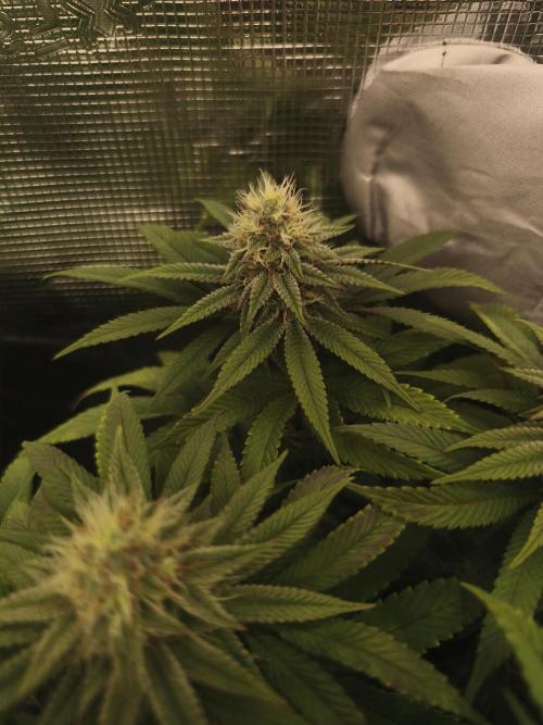 2X Permanent marker MSNL. Week 10