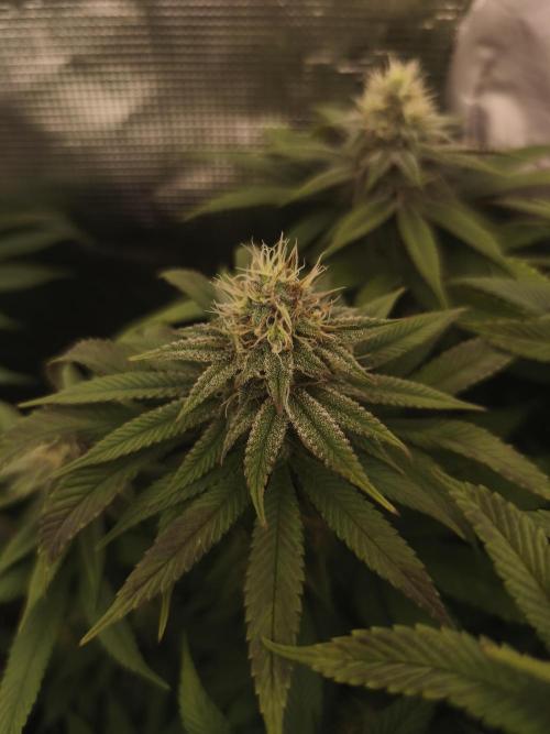 2X Permanent marker MSNL. Week 10