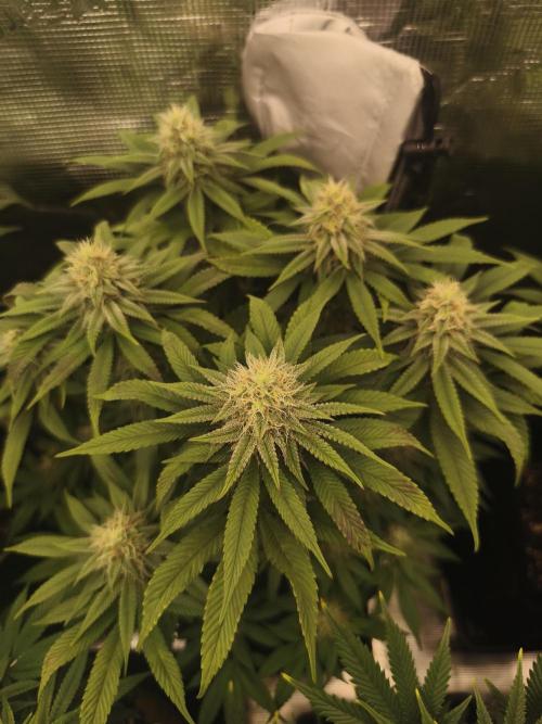 2X Permanent marker MSNL. Week 10