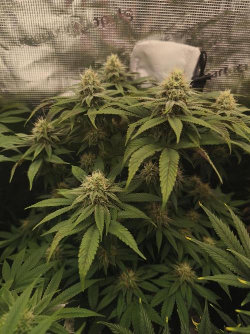 2X Permanent marker MSNL. Week 10