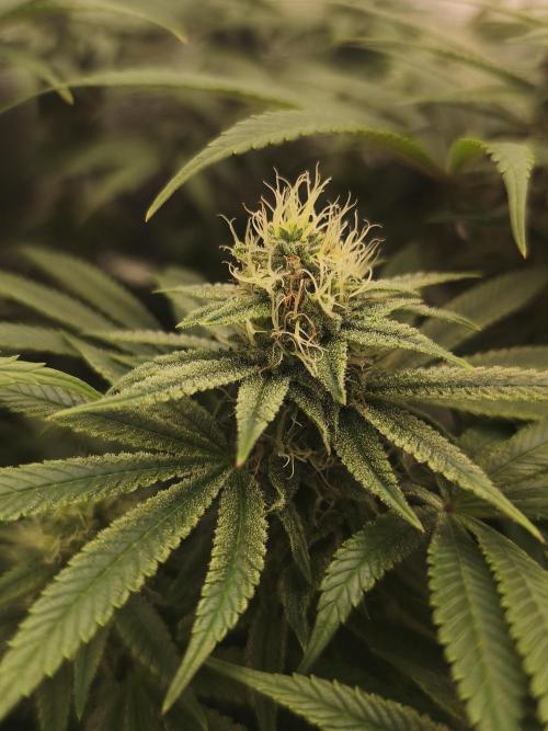 2X Permanent marker MSNL. Week 10