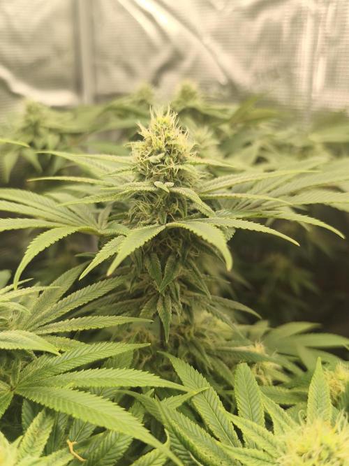 2X Permanent marker MSNL. Week 10