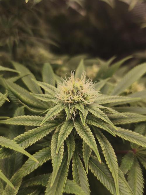 2X Permanent marker MSNL. Week 10