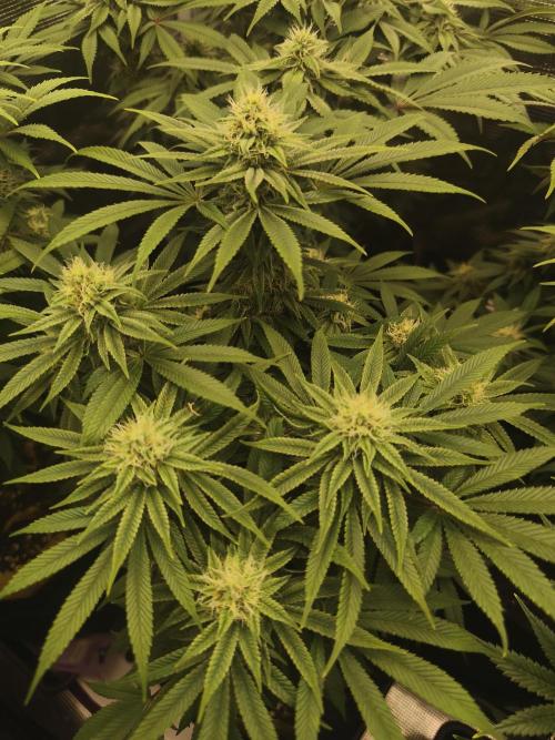 2X Permanent marker MSNL. Week 10