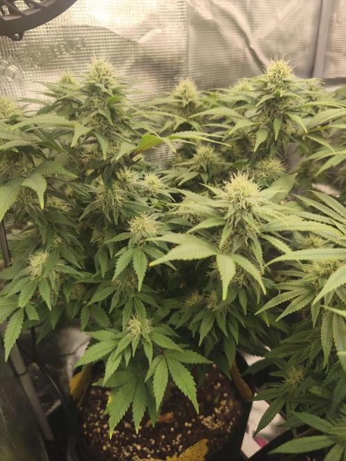 2X Strawberry pop rocks Anesia Seeds. Week 10