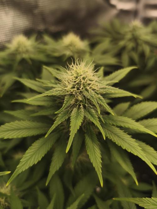 2X Strawberry pop rocks Anesia Seeds. Week 10