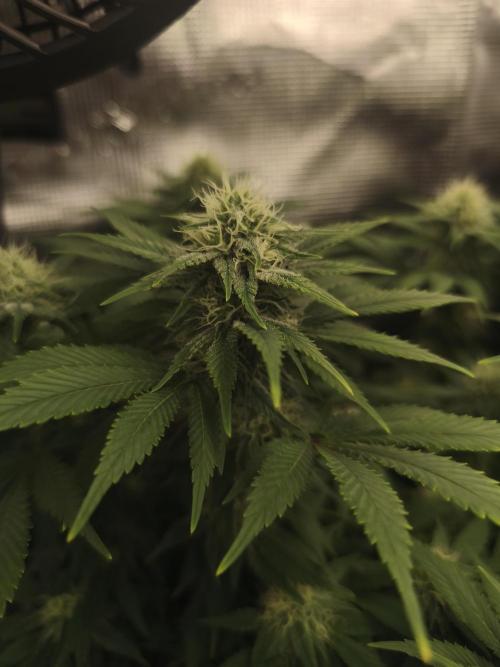 2X Strawberry pop rocks Anesia Seeds. Week 10