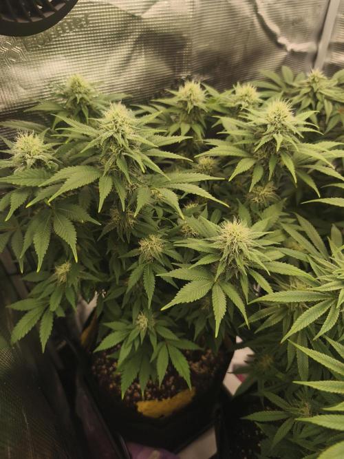 2X Strawberry pop rocks Anesia Seeds. Week 10