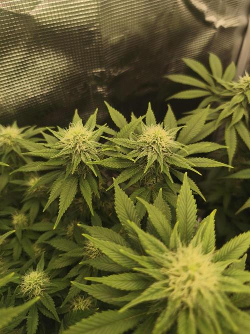 2X Strawberry pop rocks Anesia Seeds. Week 10