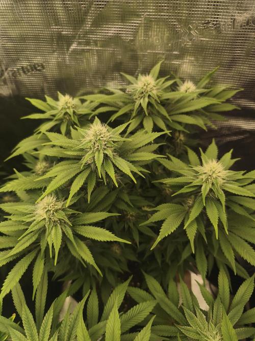 2X Strawberry pop rocks Anesia Seeds. Week 10