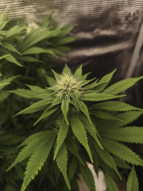 2X Strawberry pop rocks Anesia Seeds. Week 10