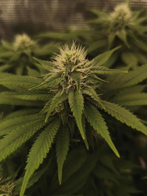 2X Strawberry pop rocks Anesia Seeds. Week 10