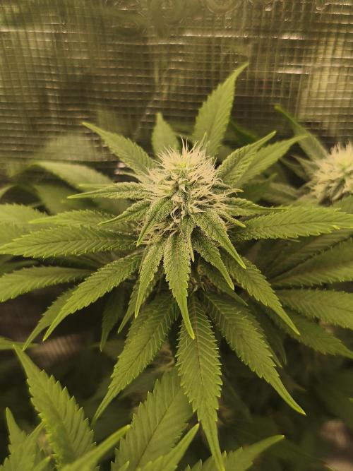 2X Strawberry pop rocks Anesia Seeds. Week 10