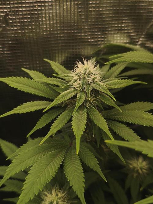 2X Strawberry pop rocks Anesia Seeds. Week 10