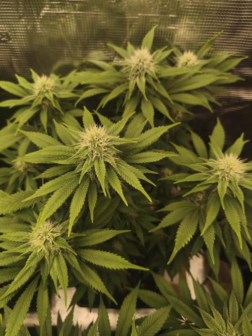 2X Strawberry pop rocks Anesia Seeds. Week 10