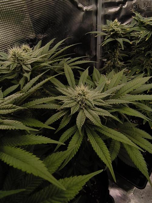 2x Fryday Boof Anesia Seeds. Week 11