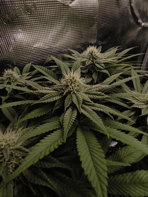 2x Fryday Boof Anesia Seeds. Week 11