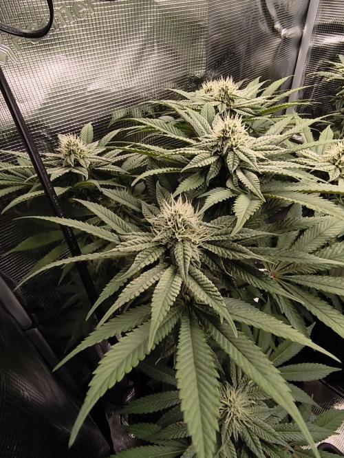 2x Fryday Boof Anesia Seeds. Week 11