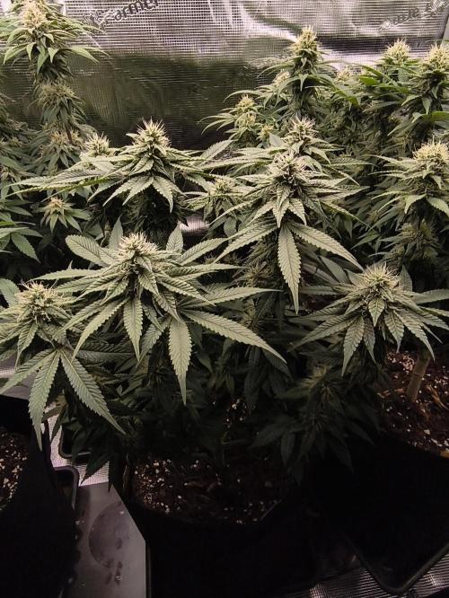 2x Fryday Boof Anesia Seeds. Week 11