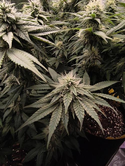 2x Fryday Boof Anesia Seeds. Week 11