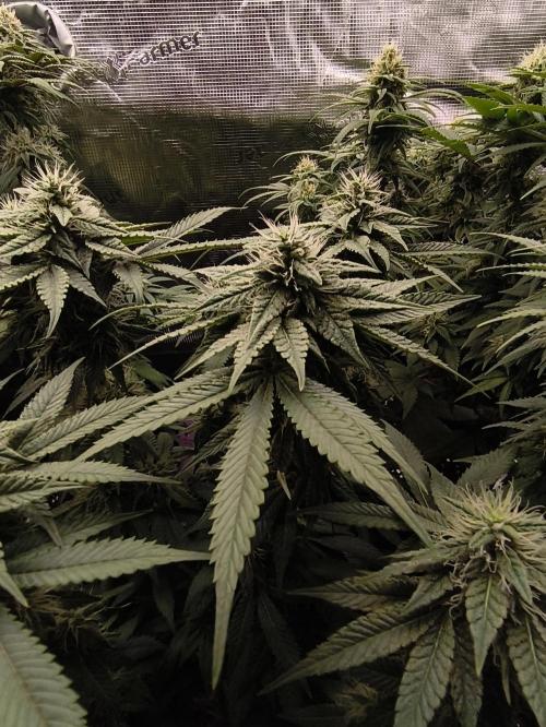 2x Fryday Boof Anesia Seeds. Week 11