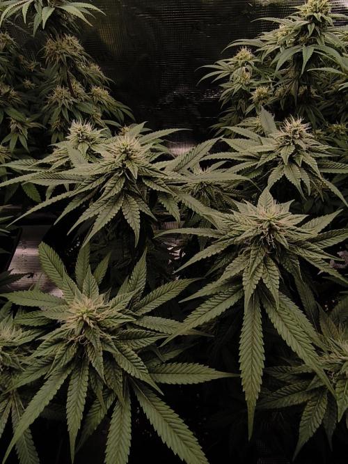 2x Fryday Boof Anesia Seeds. Week 11