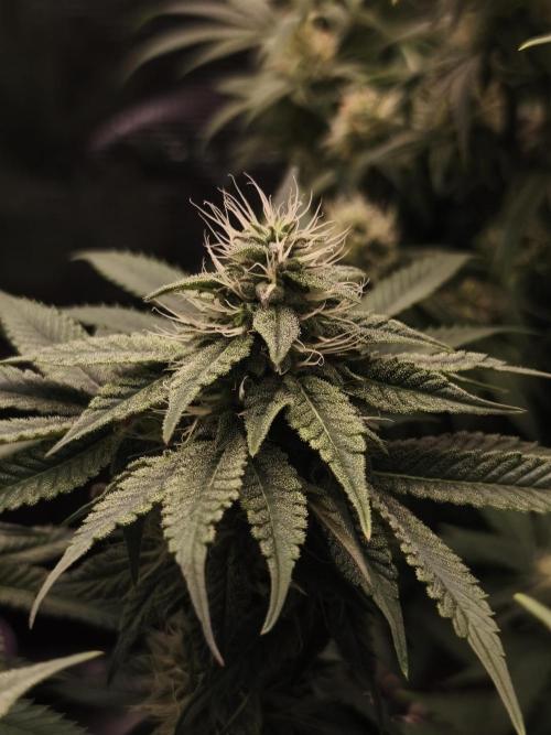 2x Fryday Boof Anesia Seeds. Week 11