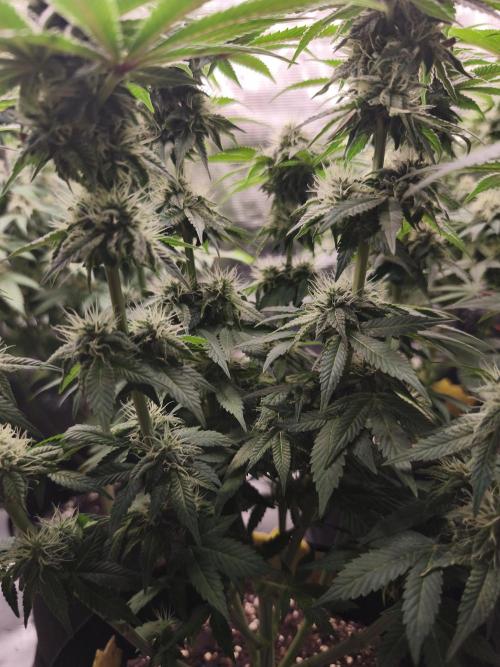 2x Fryday Boof Anesia Seeds. Week 11