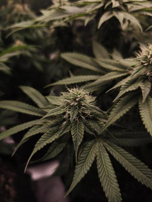 2x Fryday Boof Anesia Seeds. Week 11