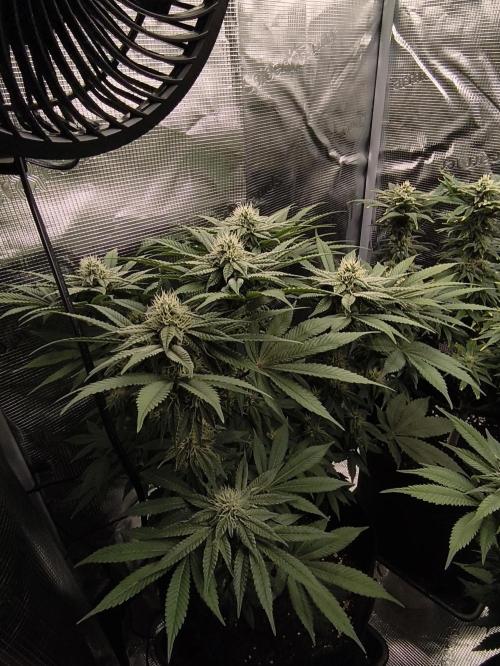 2x Fryday Boof Anesia Seeds. Week 11