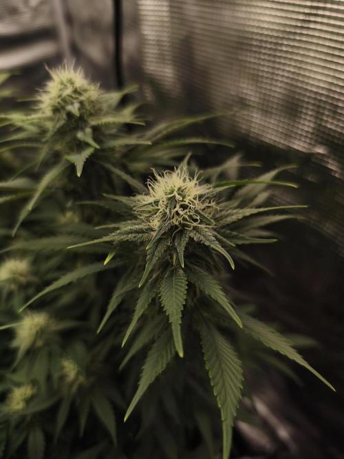 2X Strawberry pop rocks Anesia Seeds. Week 11