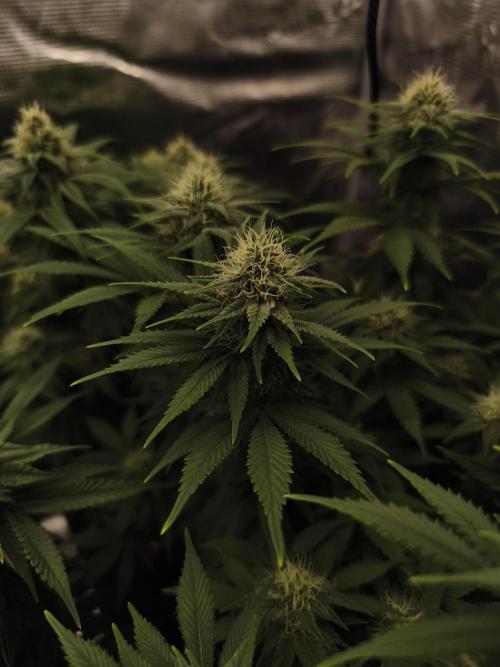 2X Strawberry pop rocks Anesia Seeds. Week 11