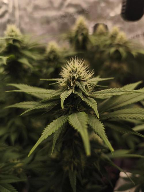 2X Strawberry pop rocks Anesia Seeds. Week 11