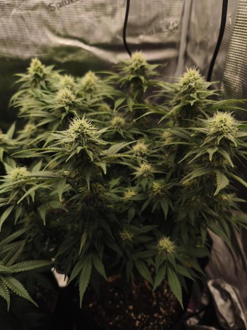 2X Strawberry pop rocks Anesia Seeds. Week 11