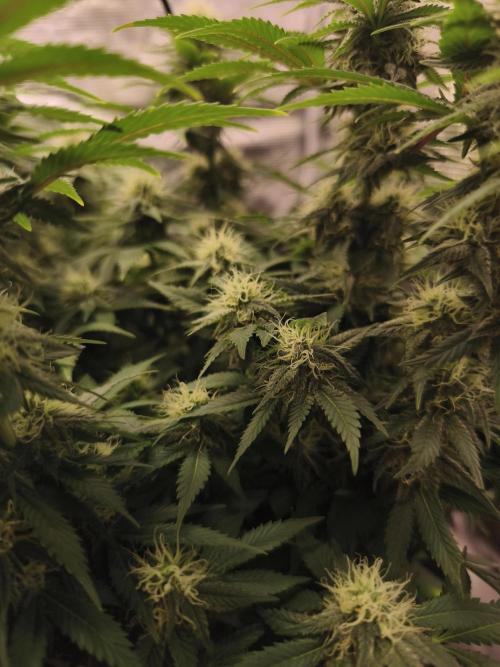 2X Strawberry pop rocks Anesia Seeds. Week 11