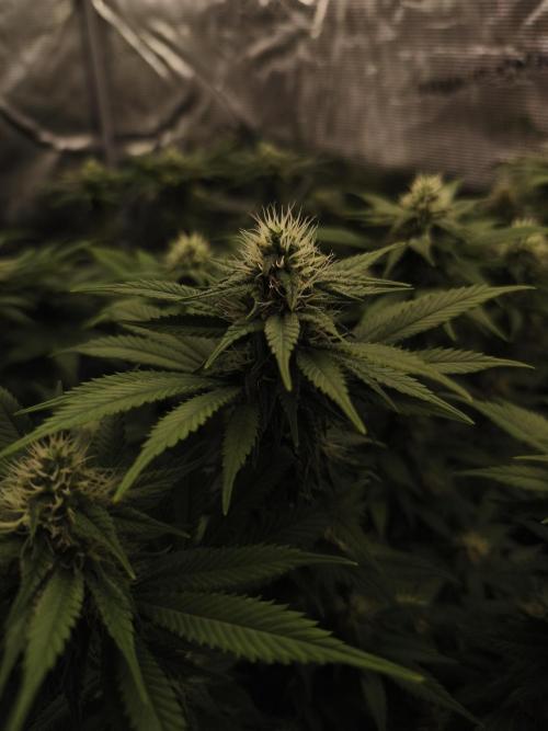 2X Strawberry pop rocks Anesia Seeds. Week 11