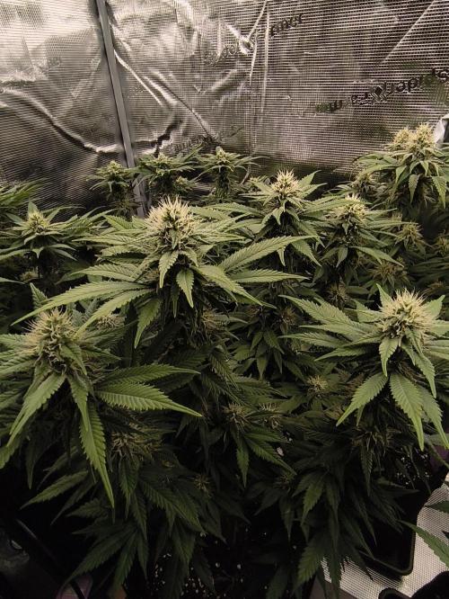 2X Strawberry pop rocks Anesia Seeds. Week 11