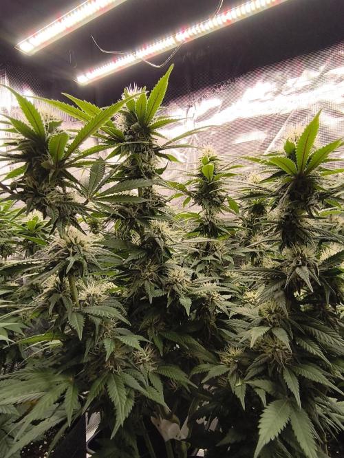 2X Strawberry pop rocks Anesia Seeds. Week 11