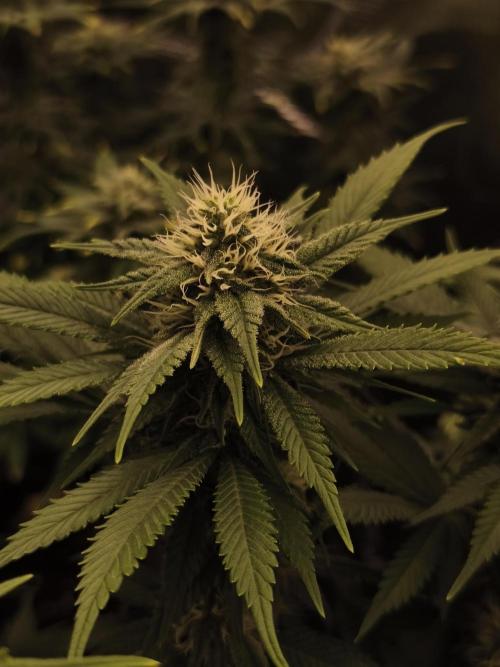 2X Strawberry pop rocks Anesia Seeds. Week 11